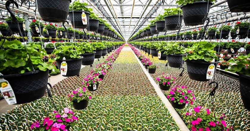 the benefits of plant nurseries webfreen.com