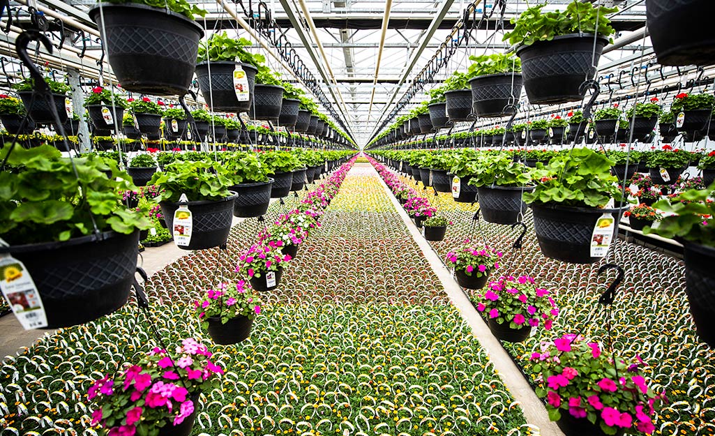 the benefits of plant nurseries webfreen.com